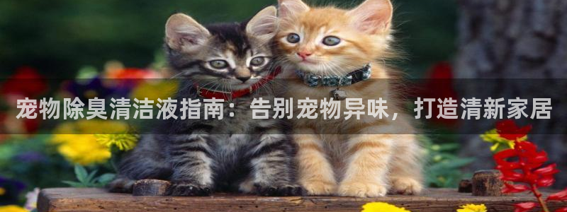 尊龙凯时取款有要求吗：宠物除臭清洁液指南：告别宠物异味，