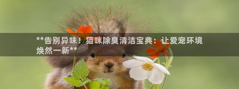 尊龙凯时正规吗：**告别异味！猫咪除臭清洁宝典：让爱宠环