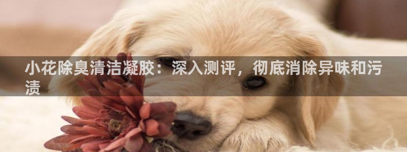 尊龙官网登录·(中国)官方网站-bd SPORTS：小花