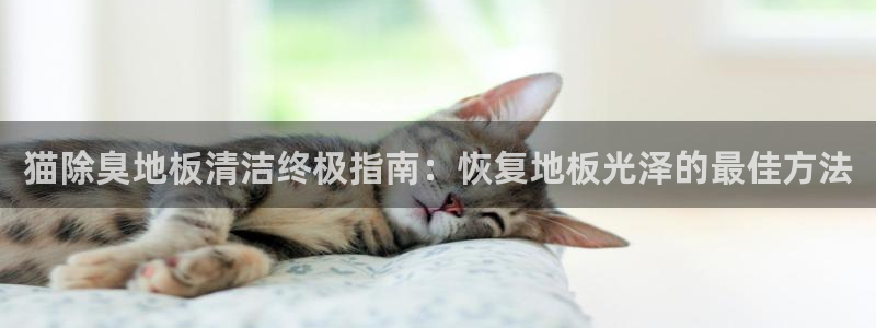 尊龙凯时人生就是搏平台：猫除臭地板清洁终极指南：恢复地板